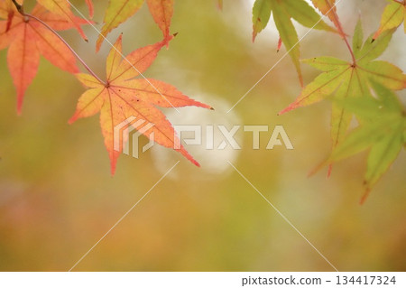 Beautiful autumn leaves, maple leaves, autumn image Beautiful autumn leaves, maple leaves, autumn image 134417324