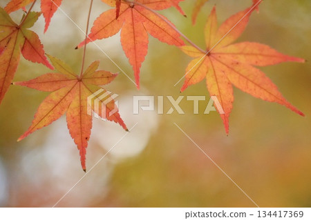 美麗的秋葉，楓葉，秋天的景象 134417369
