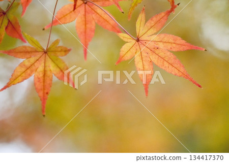 美麗的秋葉,楓葉,秋天的景象 美麗的秋葉,楓葉,秋天的景象 134417370
