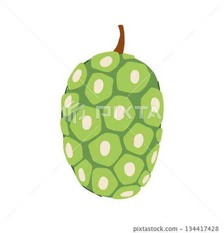 Noni fruit vector illustration, tropical superfood concept 134417428