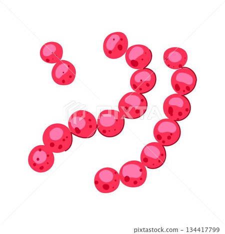 Lactobacilli bacteria forming microbiome chain illustration 134417799