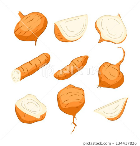 Jicama root and slices isolated vector illustration set Jicama root and slices isolated vector illustration set 134417826