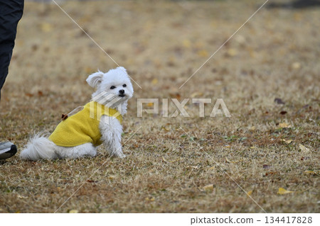 Toy poodle playing with dog run Toy poodle playing with dog run 134417828