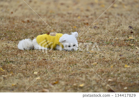 Toy poodle playing with dog run 134417829