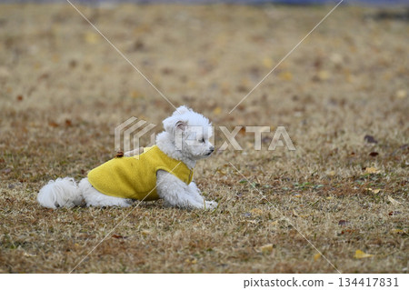Toy poodle playing with dog run Toy poodle playing with dog run 134417831