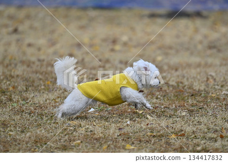 Toy poodle playing with dog run Toy poodle playing with dog run 134417832
