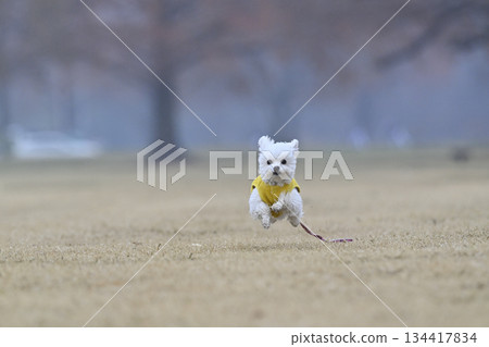 Toy poodle playing with dog run Toy poodle playing with dog run 134417834