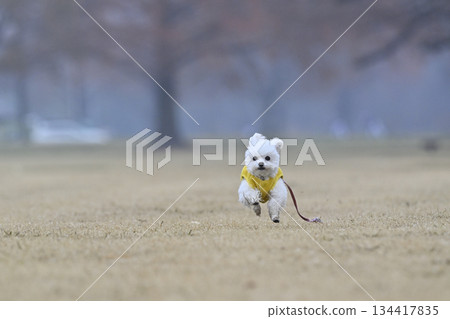 使用與狗奔跑的玩具獅子狗 使用與狗奔跑的玩具獅子狗 134417835