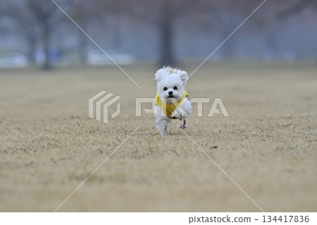 使用與狗奔跑的玩具獅子狗 134417836