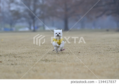 Toy poodle playing with dog run Toy poodle playing with dog run 134417837