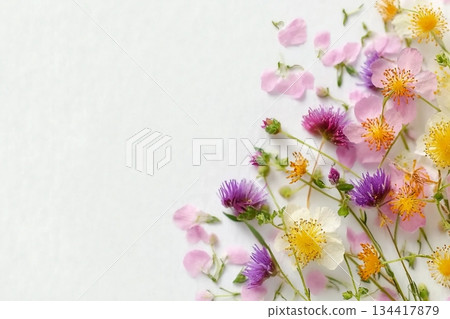 summer wild flowers on white paper backgroundsummer wild flowers on white paper background 134417879