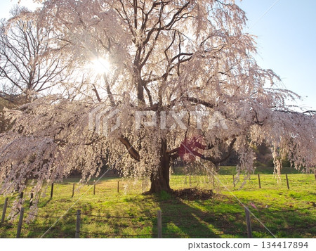Azumino City's cherry blossoms in full bloom: Iwahara's large weeping cherry tree 134417894