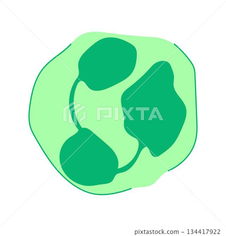 Neutrophil cell defending human body against infection 134417922