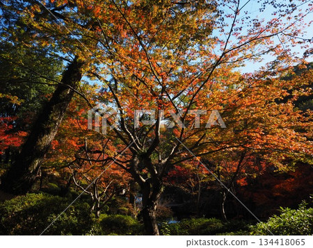 Autumn leaves of Wakayama Castle Park 134418065