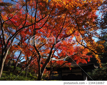 和歌山城堡公園秋葉 134418067