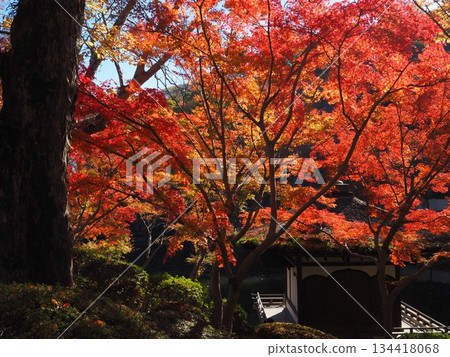 和歌山城堡公園秋葉 134418068