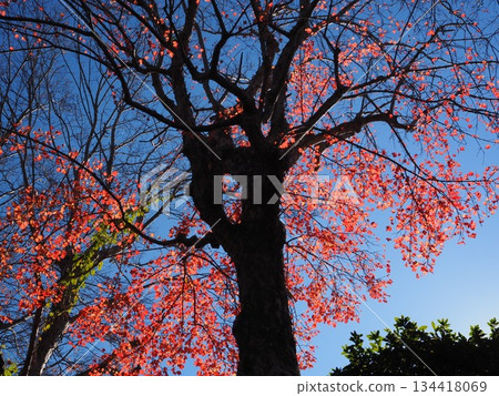 Autumn leaves of Wakayama Castle Park 134418069