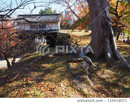 Autumn leaves of Wakayama Castle Park Autumn leaves of Wakayama Castle Park 134418071