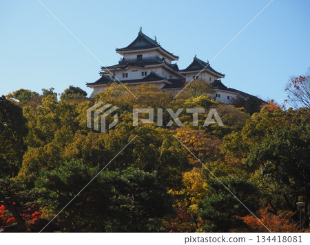 和歌山城堡公園秋葉 134418081