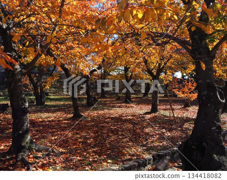 和歌山城堡公園秋葉 134418082