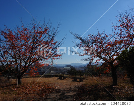 和歌山城堡公園秋葉 134418083