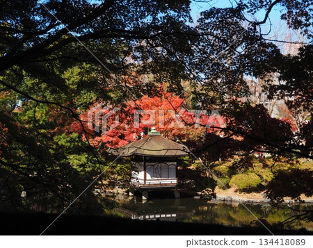 Autumn leaves of Wakayama Castle Park Autumn leaves of Wakayama Castle Park 134418089