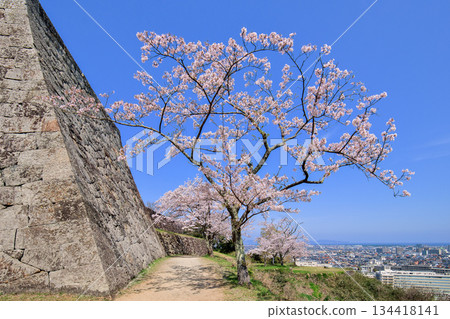 Cherry blossoms at the ruins of Yonago Castle, Tottori Prefecture. Four-story turret base, corner of the stone wall of the small castle tower base, April Cherry blossoms at the ruins of Yonago Castle, Tottori Prefecture. Four-story turret base, corner of the stone wall of the small castle tower base, April 134418141