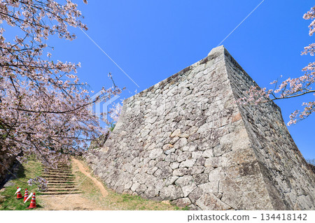 鳥取縣米子城遺址的櫻花。四層塔基，小城塔基石牆一角，四月。 134418142