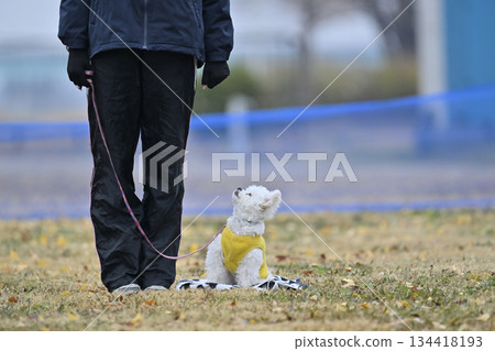 A woman and a toy poodle playing in a dog run A woman and a toy poodle playing in a dog run 134418193