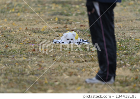 A woman and a toy poodle playing in a dog run A woman and a toy poodle playing in a dog run 134418195