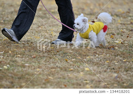 A woman and a toy poodle playing in a dog run A woman and a toy poodle playing in a dog run 134418201
