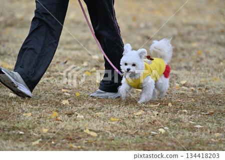 A woman and a toy poodle playing in a dog run 134418203