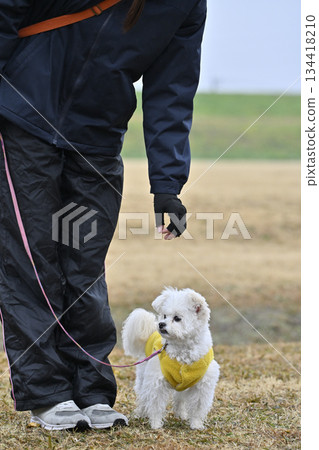 A woman and a toy poodle playing in a dog run A woman and a toy poodle playing in a dog run 134418210