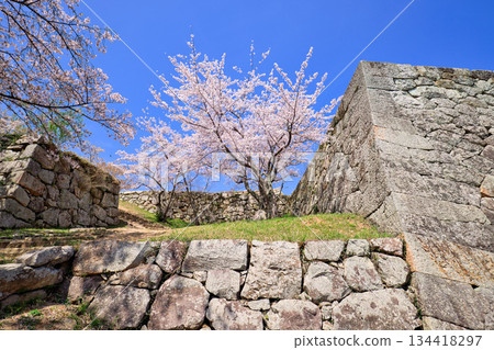 Cherry blossoms at the ruins of Yonago Castle (Tottori Prefecture) - Four-story turret base, corner of the stone wall of the small castle tower base 134418297