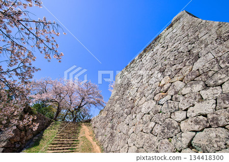 Cherry blossoms at the ruins of Yonago Castle, Tottori Prefecture. Four-story turret base, corner of the stone wall of the small castle tower base, April 134418300