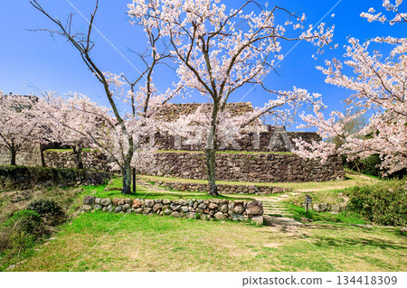 鳥取縣 米子城遺址與櫻花，主塔石牆，四月 134418309