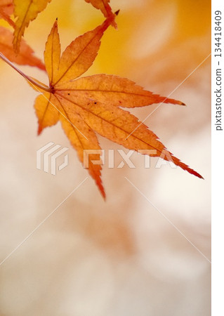 絢麗的秋葉和柔和的秋景 134418409