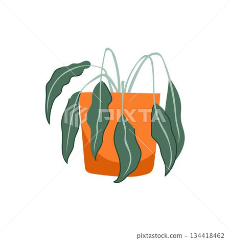 Dying potted plant showing wilting leaves in pot Dying potted plant showing wilting leaves in pot 134418462