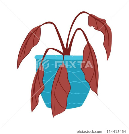 Dying indoor plant showing neglect and wilting leaves Dying indoor plant showing neglect and wilting leaves 134418464