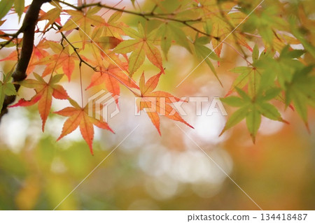 絢麗的秋葉和柔和的秋景 134418487