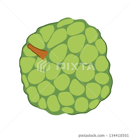 Custard apple fruit illustration representing healthy exotic eating Custard apple fruit illustration representing healthy exotic eating 134418501