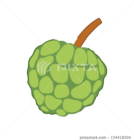 Custard apple fruit drawing illustration on white background Custard apple fruit drawing illustration on white background 134418504