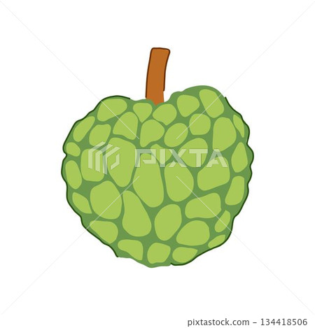 Custard apple fruit illustration on white background 134418506