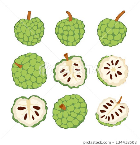 Custard apple fruit illustration showing whole and cut cross sections Custard apple fruit illustration showing whole and cut cross sections 134418508