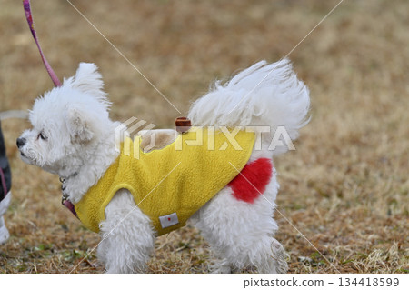 A toy poodle playing in a dog run - the red heart is a cute touch! A toy poodle playing in a dog run - the red heart is a cute touch! 134418599