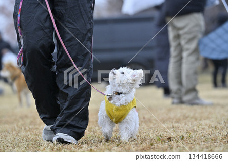 A woman and a toy poodle playing in a dog run A woman and a toy poodle playing in a dog run 134418666