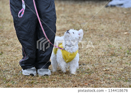 一名女子和一隻玩具貴賓犬在遛狗場玩耍 一名女子和一隻玩具貴賓犬在遛狗場玩耍 134418676