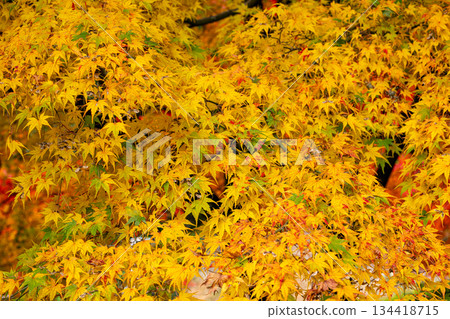 Autumn leaves dyed in yellow 134418715
