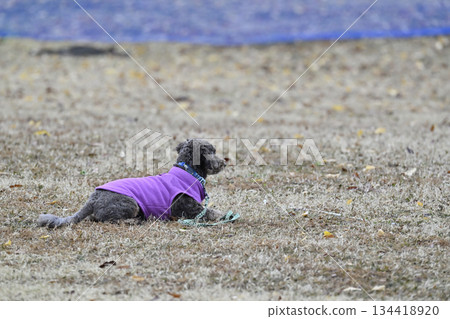 Chihuahua-Poodle mixed breed dog (Chihuahua x Poodle) playing in a dog run Chihuahua-Poodle mixed breed dog (Chihuahua x Poodle) playing in a dog run 134418920