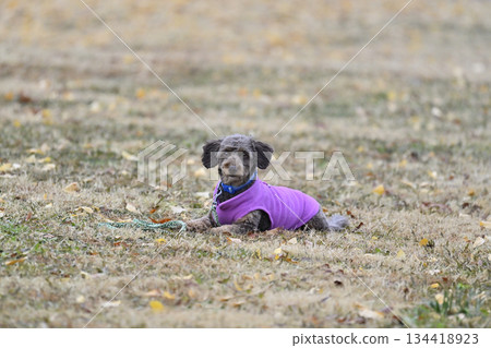 吉娃娃和貴賓犬的混種犬(吉娃娃 x 貴賓犬)在狗跑道裡玩耍 吉娃娃和貴賓犬的混種犬(吉娃娃 x 貴賓犬)在狗跑道裡玩耍 134418923